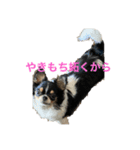 anjewelver4（個別スタンプ：4）