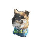 anjewelver4（個別スタンプ：9）