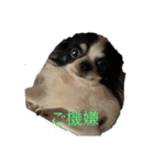 anjewelver4（個別スタンプ：12）