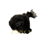anjewelver4（個別スタンプ：14）