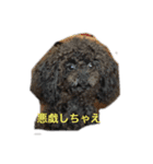 anjewelver4（個別スタンプ：15）