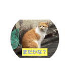 はやぺそ（個別スタンプ：1）