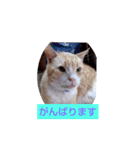 はやぺそ（個別スタンプ：5）