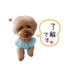 トイプードル桃ちゃんの毎日スタンプ（個別スタンプ：5）
