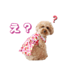 トイプードル桃ちゃんの毎日スタンプ（個別スタンプ：6）