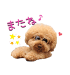 トイプードル桃ちゃんの毎日スタンプ（個別スタンプ：16）