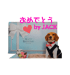 ビーグルFriend④ JACK（個別スタンプ：3）