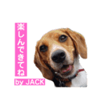 ビーグルFriend④ JACK（個別スタンプ：11）