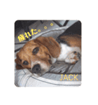 ビーグルFriend④ JACK（個別スタンプ：12）