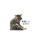 【音楽ネコ】バンドマンの実写猫（個別スタンプ：3）