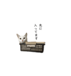 【音楽ネコ】バンドマンの実写猫（個別スタンプ：9）