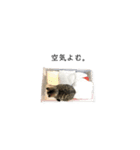 【音楽ネコ】バンドマンの実写猫（個別スタンプ：23）