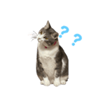 ぽんこつねこず（個別スタンプ：1）