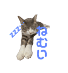 ぽんこつねこず（個別スタンプ：2）