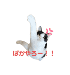 ぽんこつねこず（個別スタンプ：3）