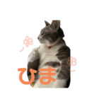 ぽんこつねこず（個別スタンプ：4）