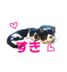 ぽんこつねこず（個別スタンプ：5）