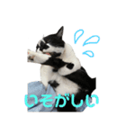 ぽんこつねこず（個別スタンプ：8）
