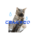 ぽんこつねこず（個別スタンプ：9）