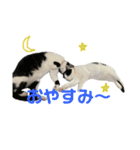 ぽんこつねこず（個別スタンプ：10）