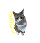 ぽんこつねこず（個別スタンプ：11）