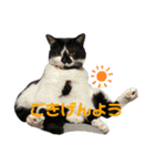 ぽんこつねこず（個別スタンプ：12）