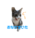 ぽんこつねこず（個別スタンプ：13）