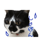 ぽんこつねこず（個別スタンプ：14）