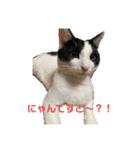 ぽんこつねこず（個別スタンプ：15）