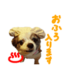 ちわわんこPちゃん（個別スタンプ：2）