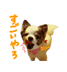 ちわわんこPちゃん（個別スタンプ：3）
