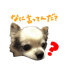 ちわわんこPちゃん（個別スタンプ：8）
