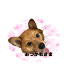 いぬ。きーのスタンプ2（個別スタンプ：1）