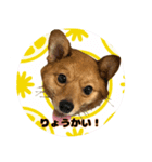 いぬ。きーのスタンプ2（個別スタンプ：2）