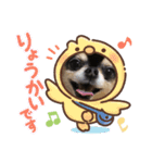 chihuahua BlackandTan（個別スタンプ：1）