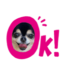 chihuahua BlackandTan（個別スタンプ：2）