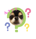 chihuahua BlackandTan（個別スタンプ：4）