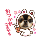 chihuahua BlackandTan（個別スタンプ：5）