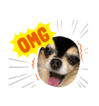 chihuahua BlackandTan（個別スタンプ：6）