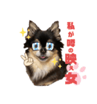 chihuahua BlackandTan（個別スタンプ：7）