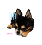 chihuahua BlackandTan（個別スタンプ：8）