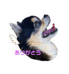 chihuahua BlackandTan（個別スタンプ：10）
