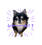 chihuahua BlackandTan（個別スタンプ：11）