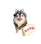 chihuahua BlackandTan（個別スタンプ：12）