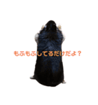 chihuahua BlackandTan（個別スタンプ：13）