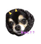 chihuahua BlackandTan（個別スタンプ：14）