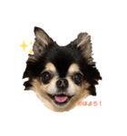 chihuahua BlackandTan（個別スタンプ：15）
