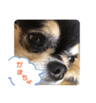 chihuahua BlackandTan（個別スタンプ：16）