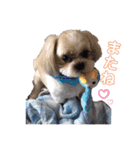 ジャッキーがいっぱい（個別スタンプ：2）