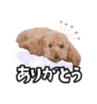 愛しのわんこ達スタンプ（個別スタンプ：7）